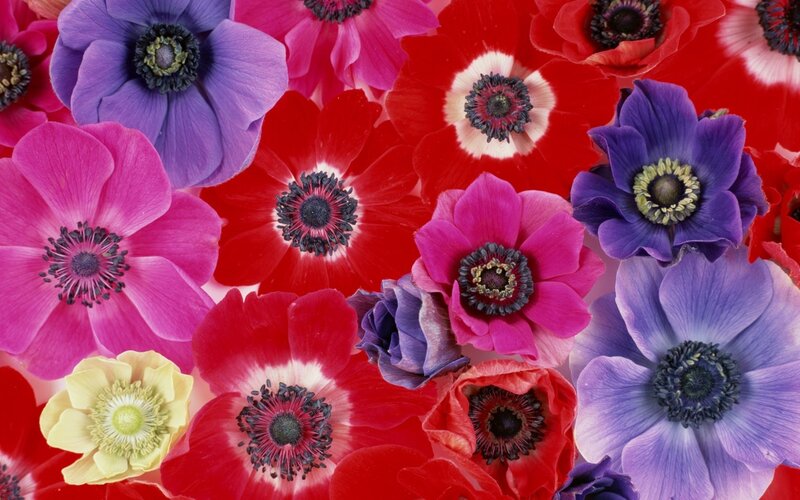 Colorful Anemone Flowers — Red, Vibrant, Photograph