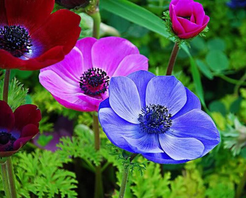 Colorful Anemone Flowers — Red, Vibrant