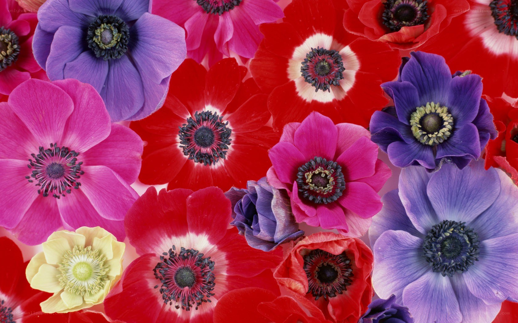 Colorful anemone flowers