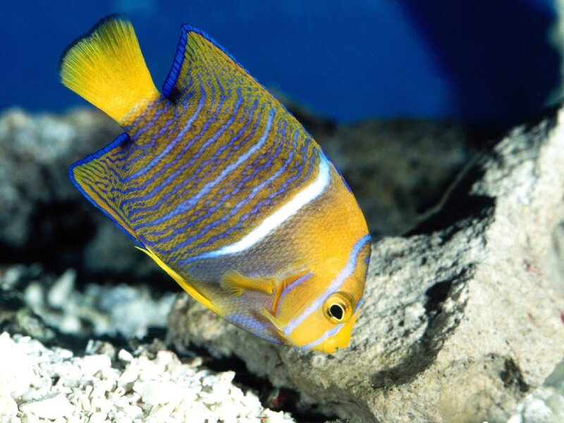 Colorful angelfish in coral reef