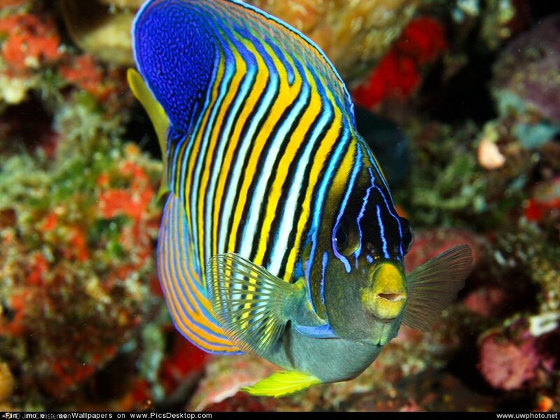 Colorful angelfish on coral reef