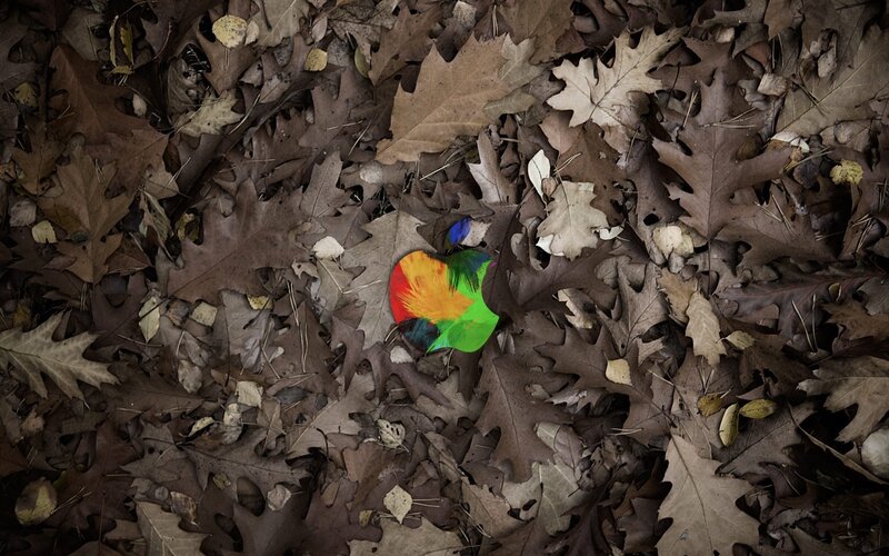 colorful apple in autumn leaves