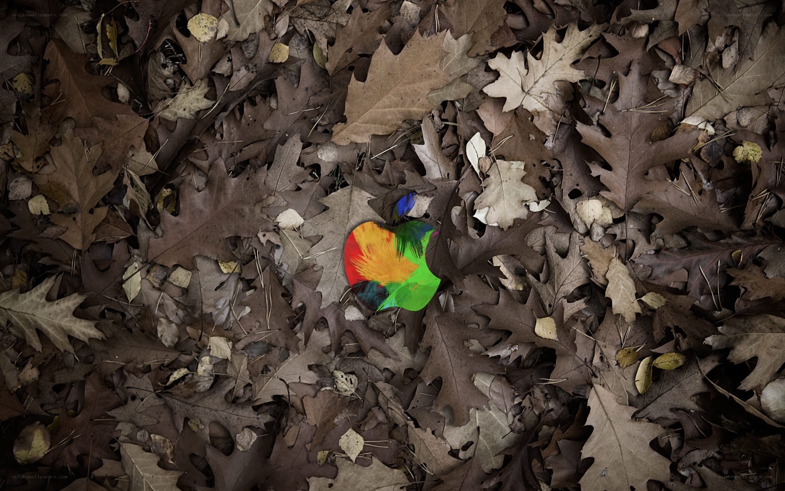 Colorful apple in autumn leaves