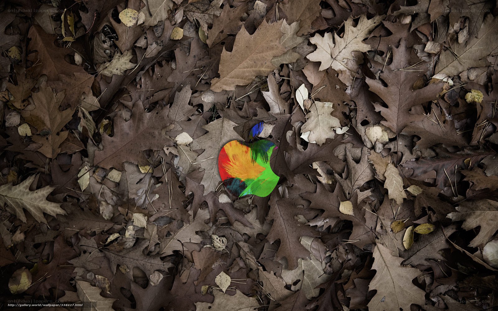 colorful apple logo in autumn leaves