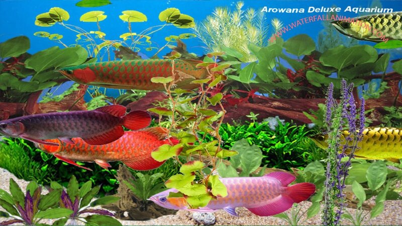 Colorful Arowana Fish