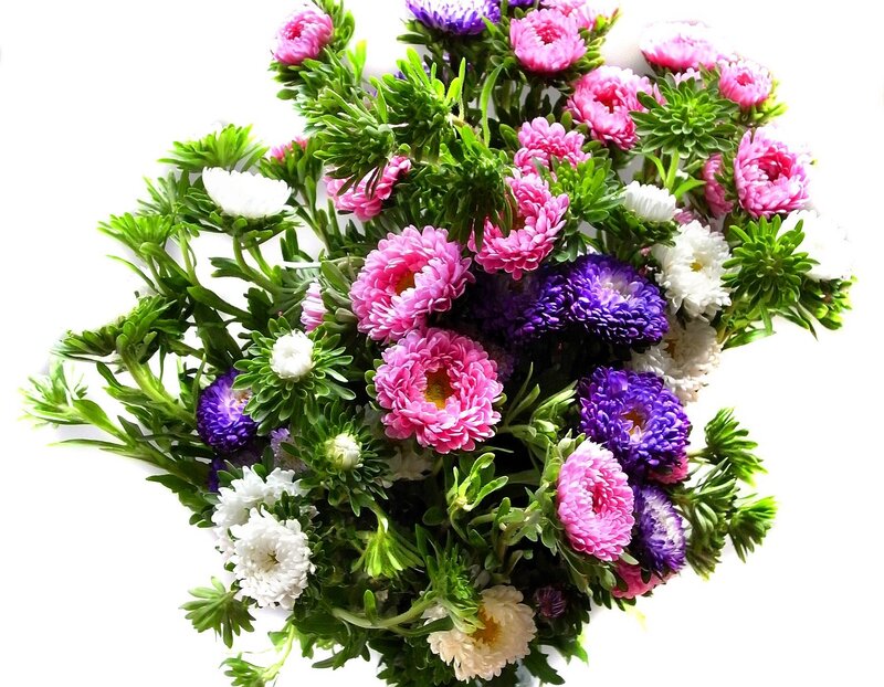 colorful aster flower bouquet