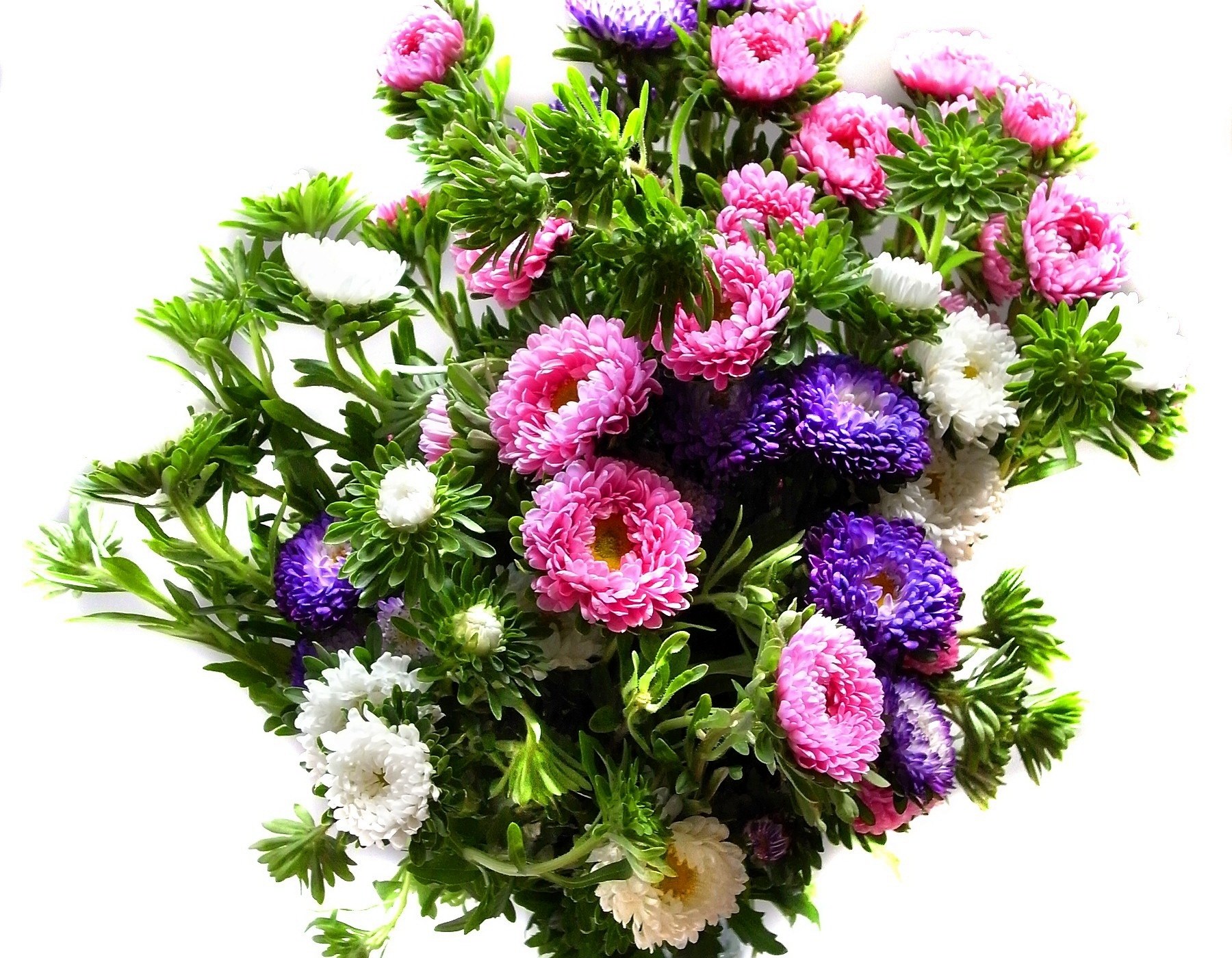 colorful aster flower bouquet