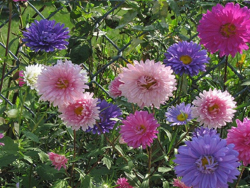 Colorful Asters in Garden — Pink