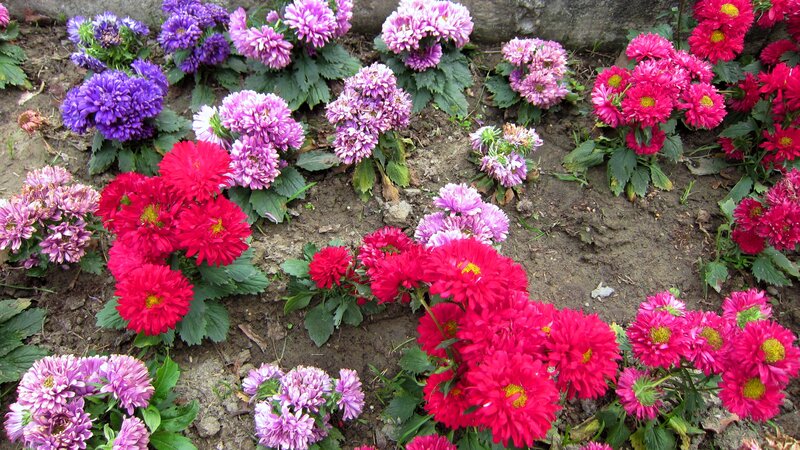 Colorful Asters in Garden
