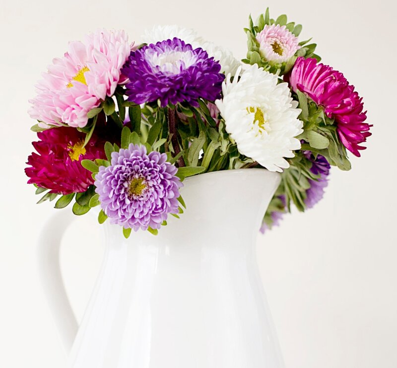 Colorful Asters in Vase