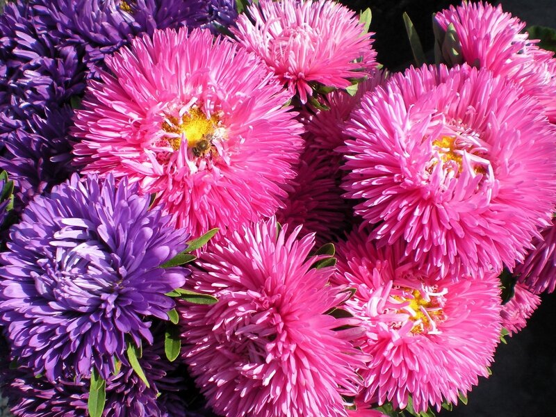 Colorful asters with bee
