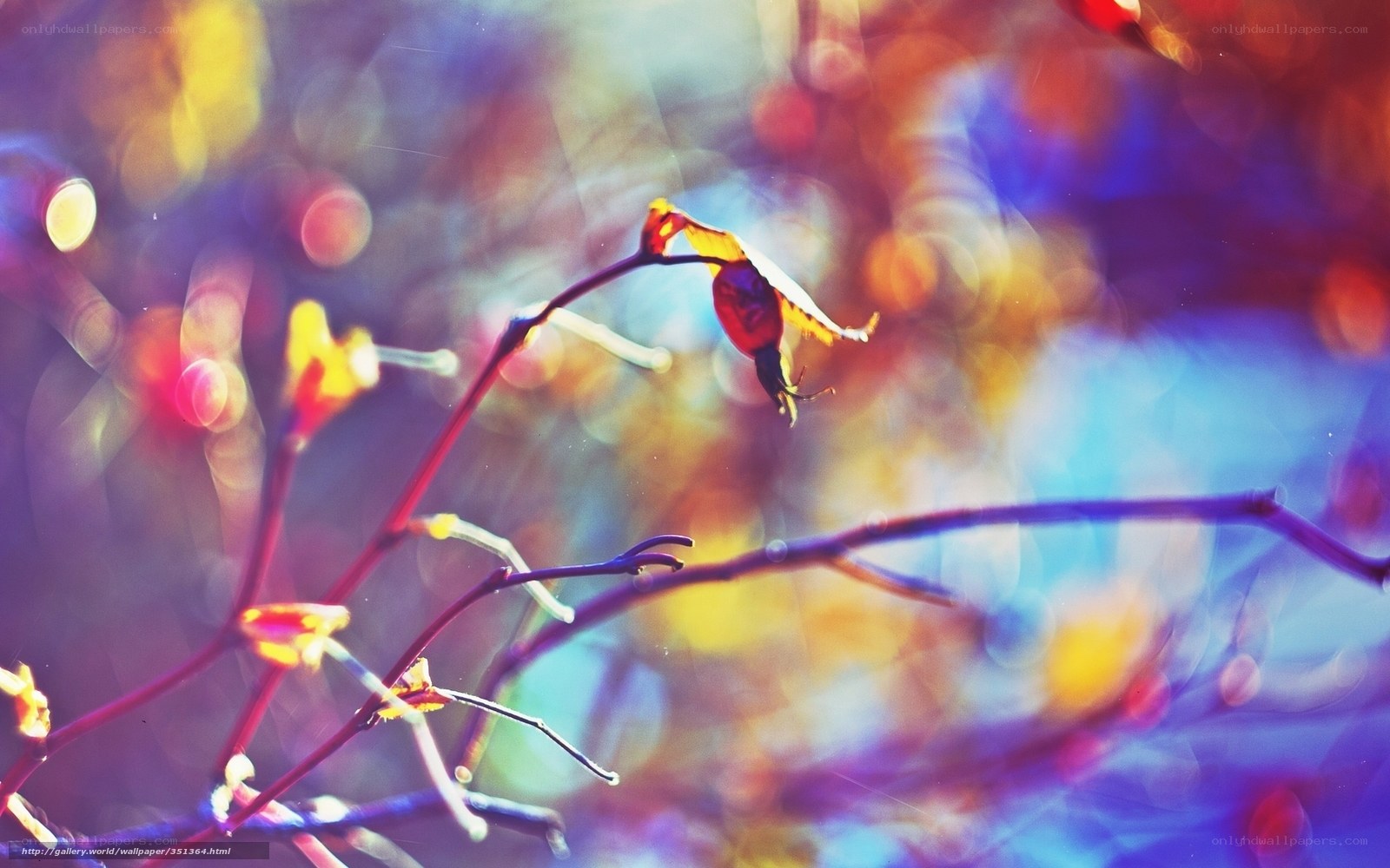 Colorful autumn branches