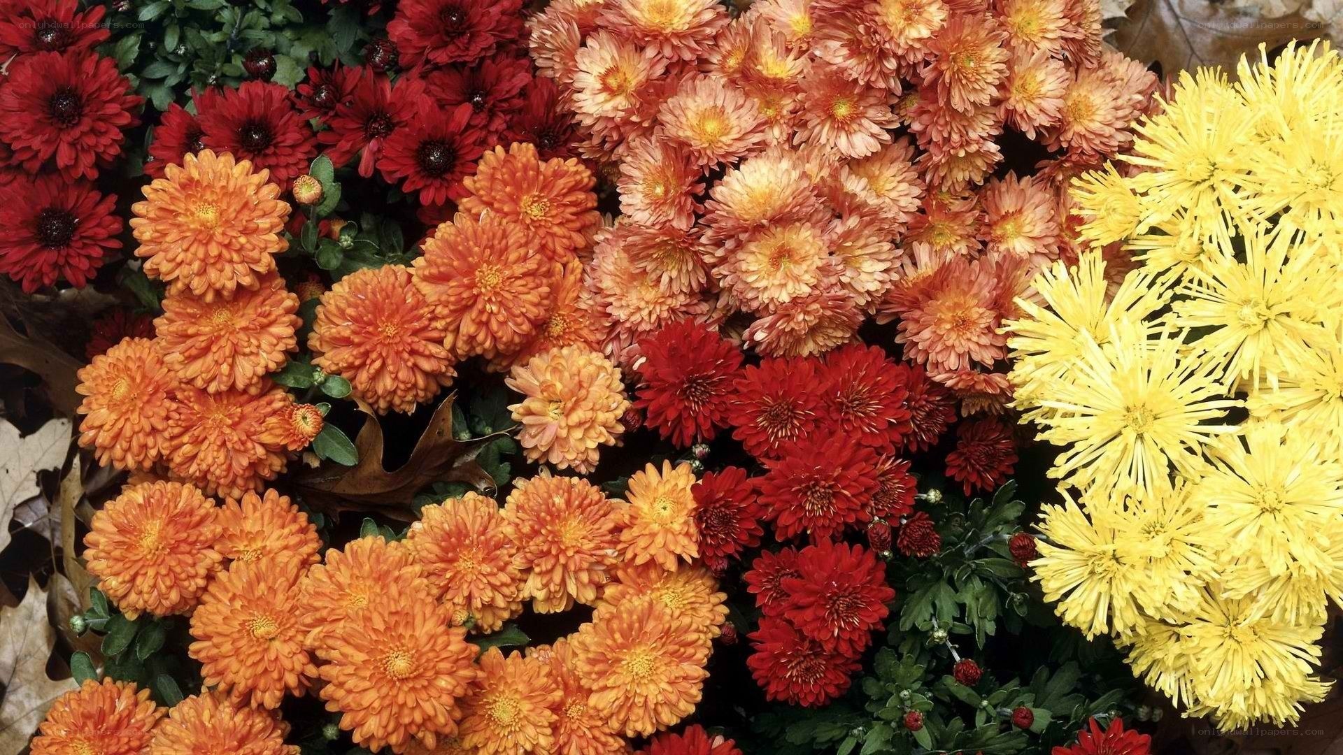 Colorful autumn chrysanthemums