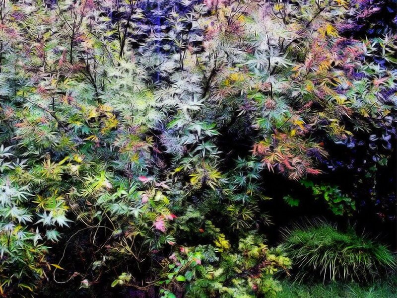 colorful autumn foliage