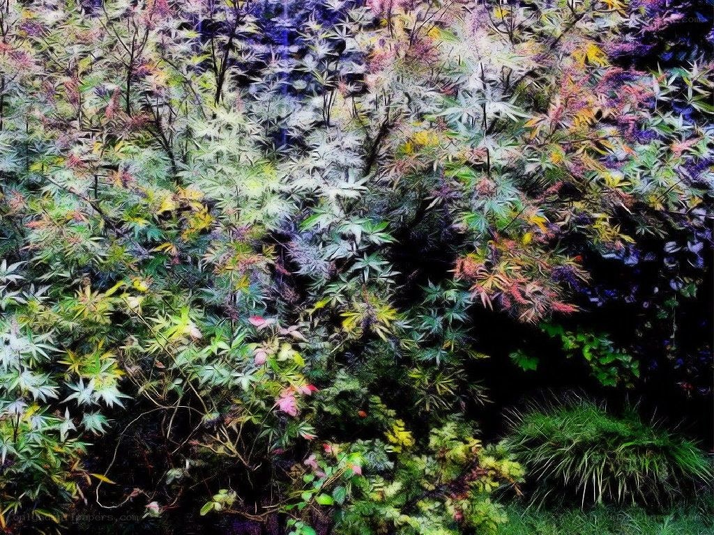 colorful autumn foliage