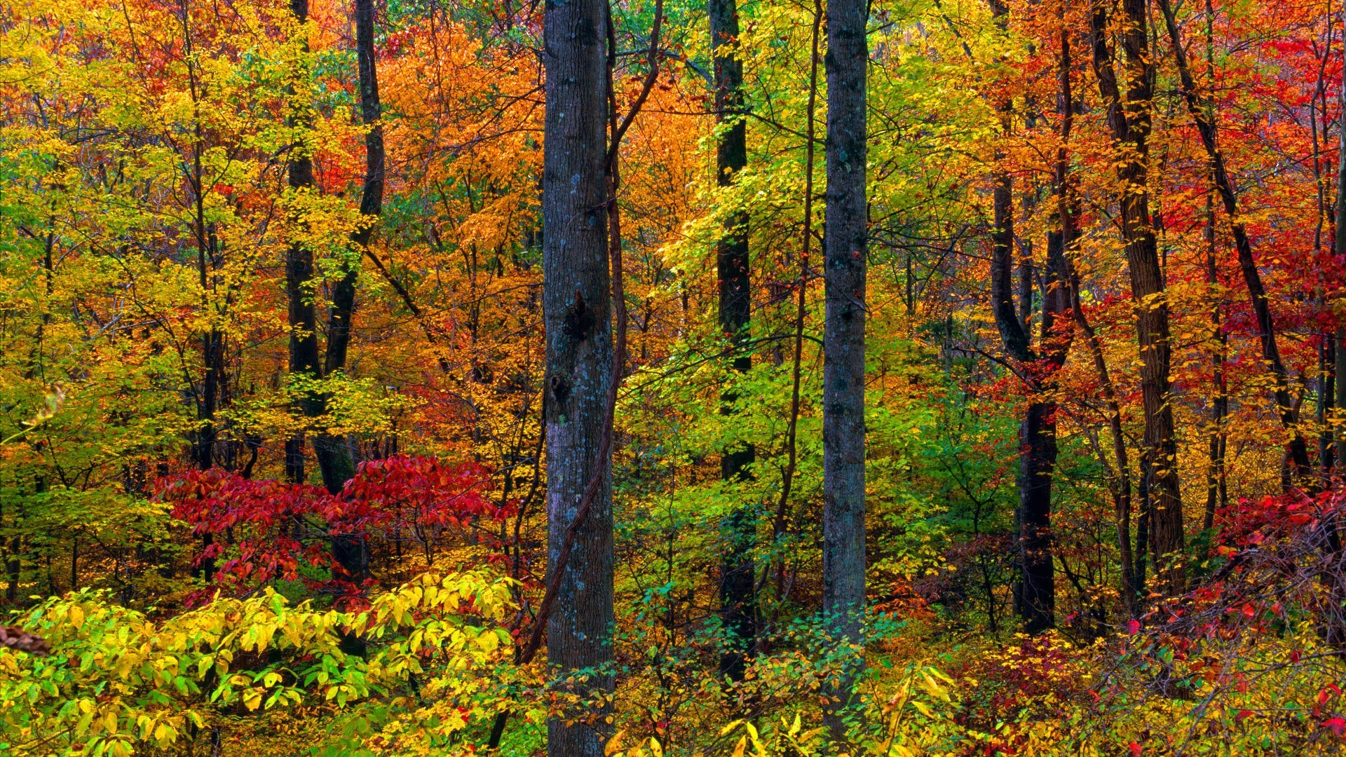 Colorful autumn forest