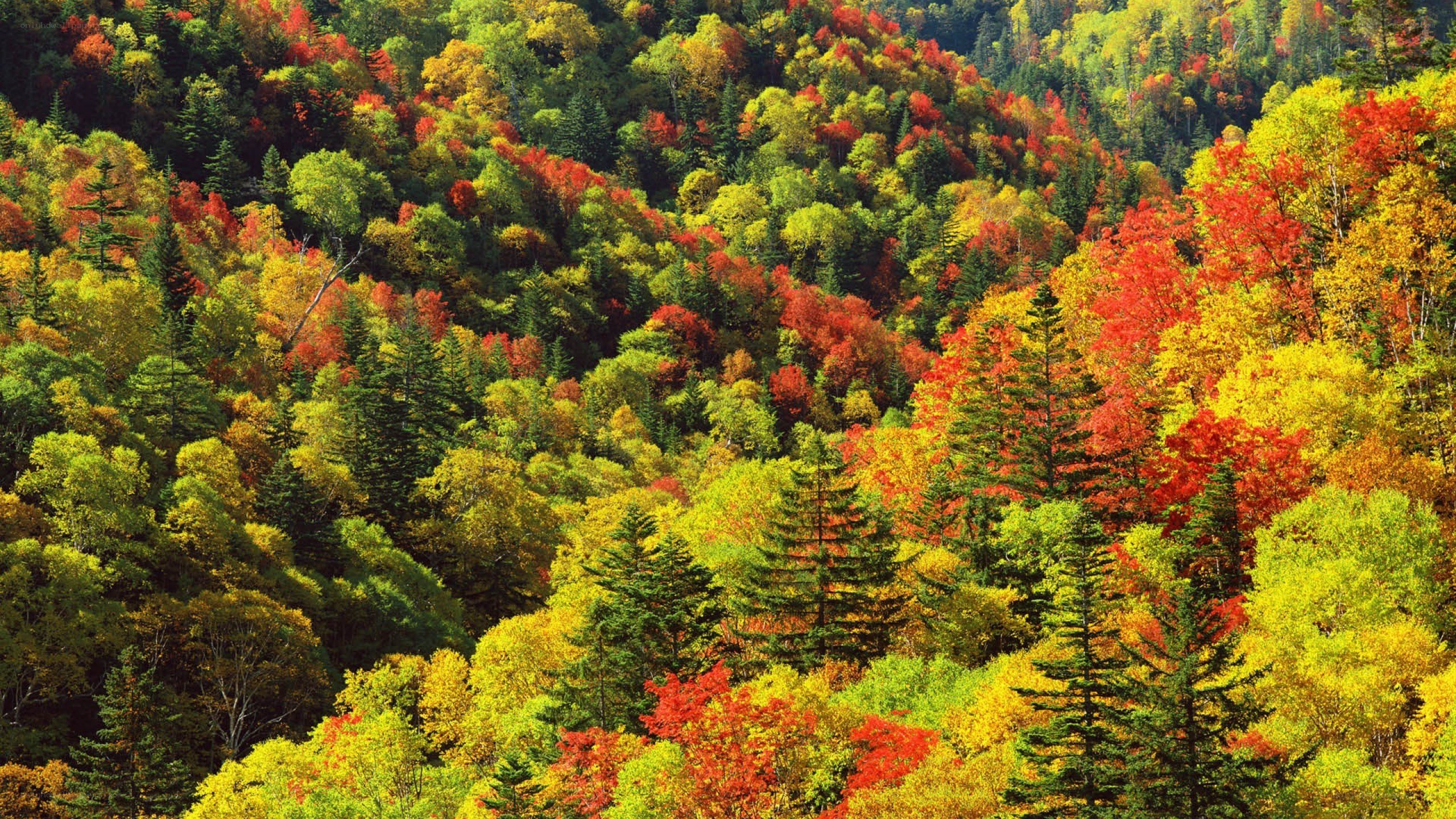 Colorful autumn forest