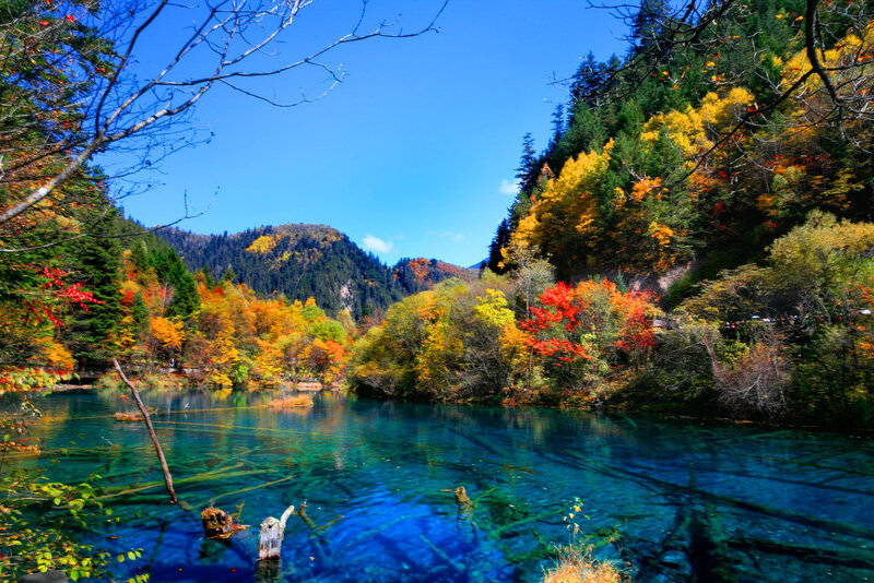 Colorful Autumn Forest — Blue