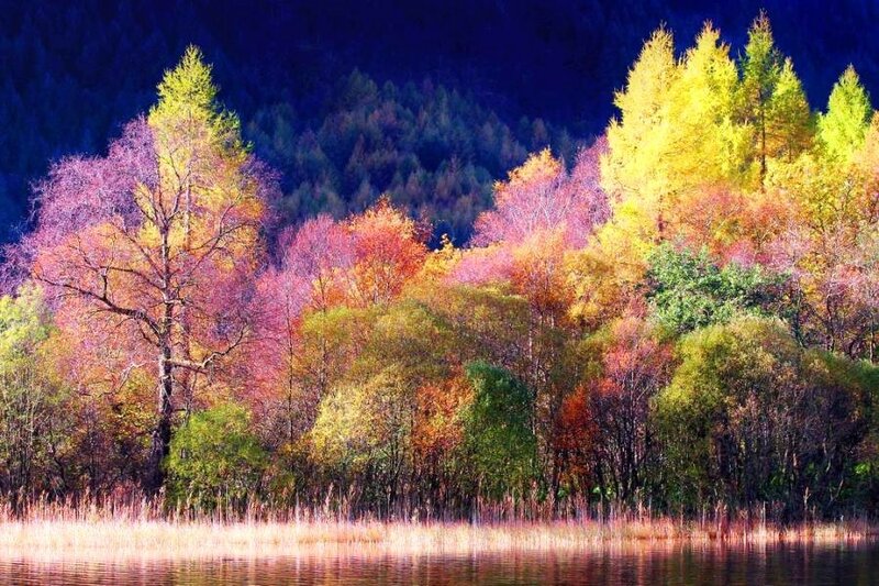 Colorful autumn forest by lake