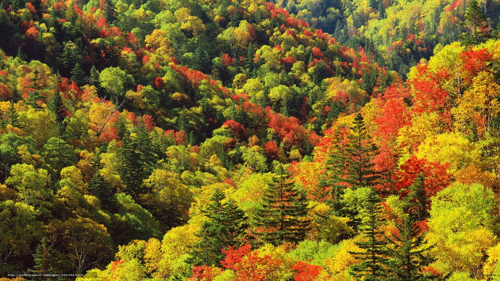 Colorful autumn forest landscape