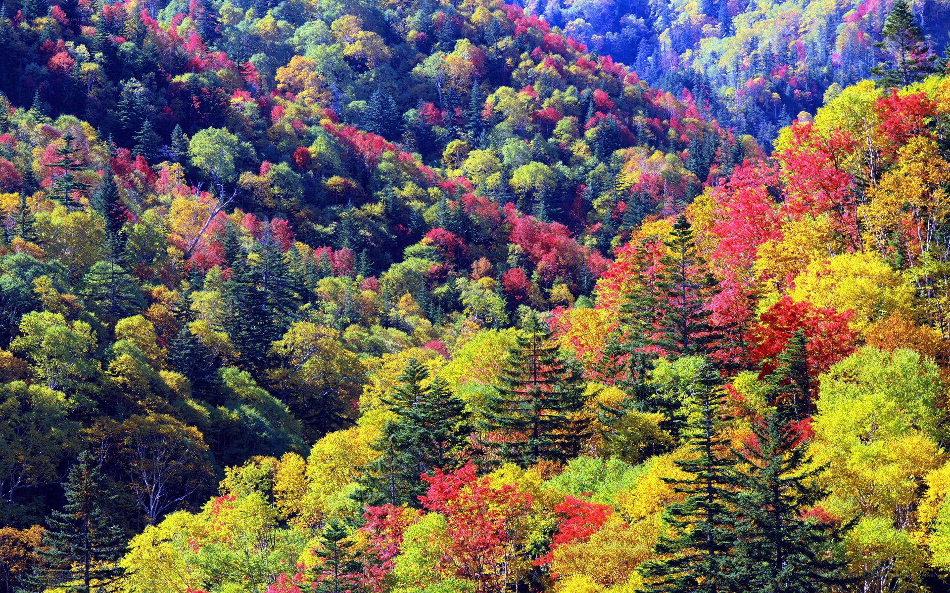 Colorful autumn forest