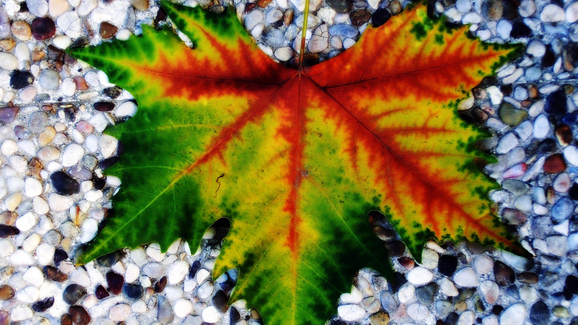 colorful autumn leaf on pebbles