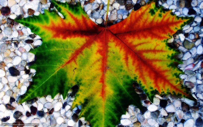 Colorful autumn leaf on pebbles