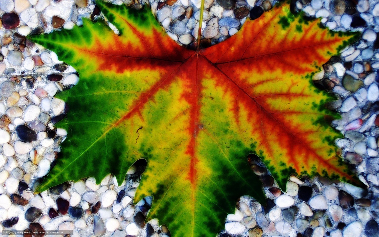 Colorful autumn leaf on pebbles
