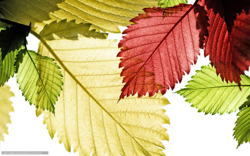 Colorful autumn leaves