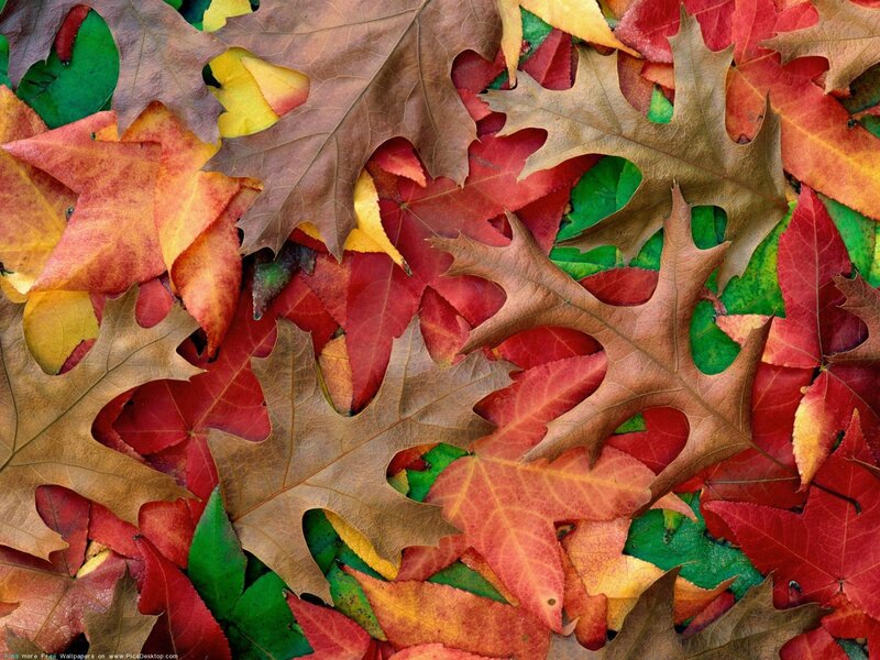 colorful autumn leaves