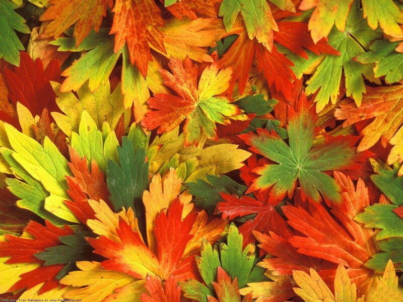colorful autumn leaves