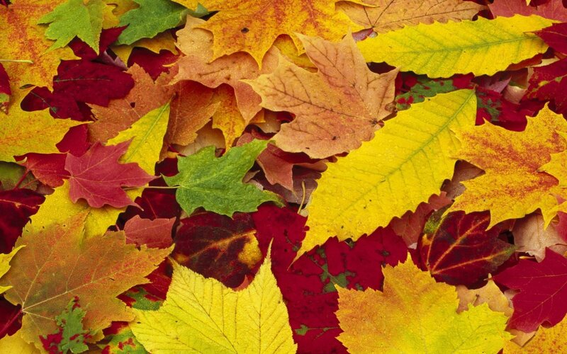 colorful autumn leaves