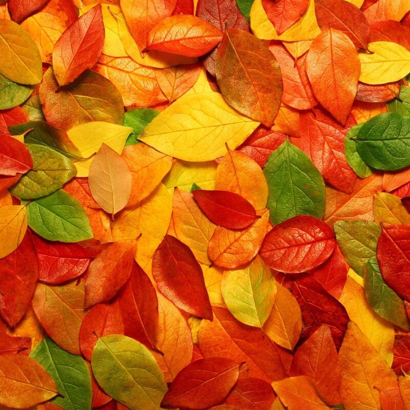 colorful autumn leaves
