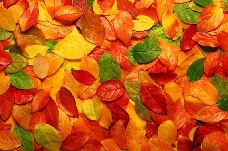 colorful autumn leaves