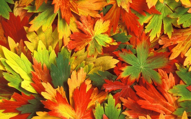 colorful autumn leaves