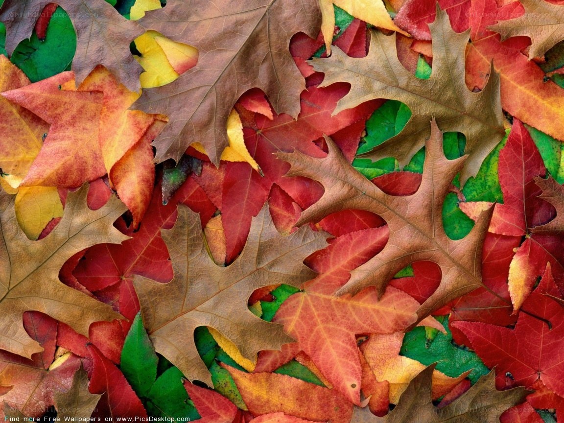 colorful autumn leaves