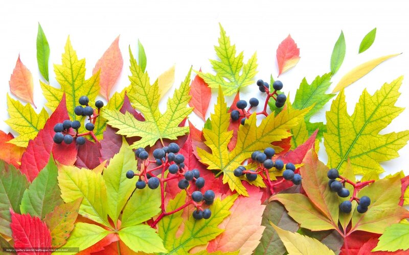 colorful autumn leaves and berries