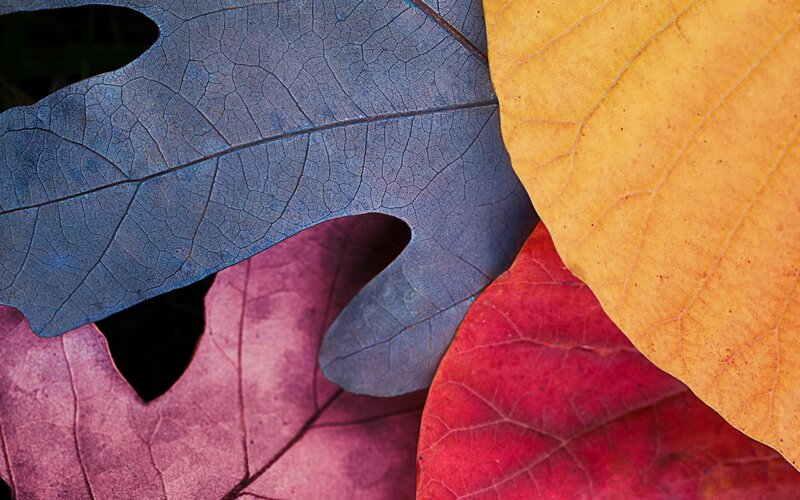 Colorful Autumn Leaves — Blue