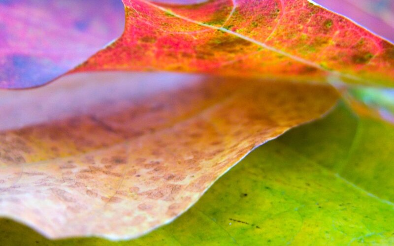 Colorful autumn leaves close-up