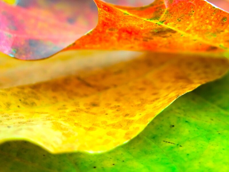Colorful autumn leaves close-up