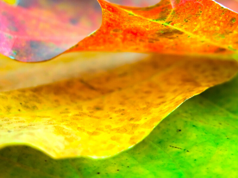 Colorful autumn leaves close-up