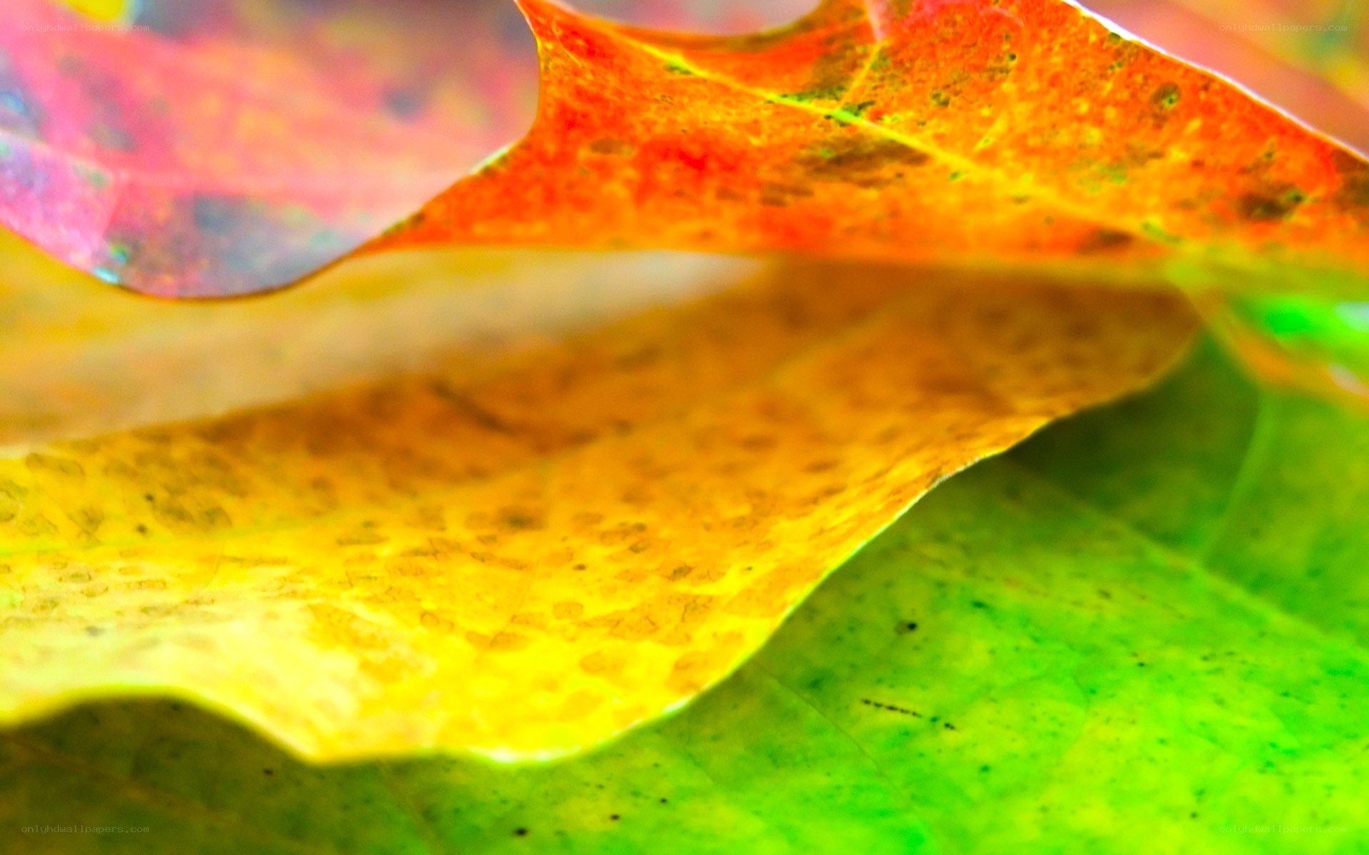 Colorful autumn leaves close-up