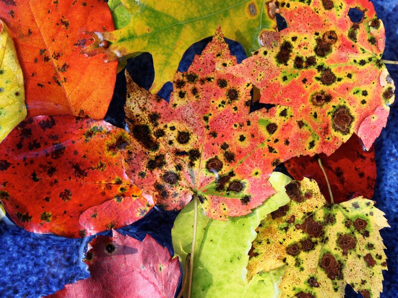 Colorful autumn leaves in water