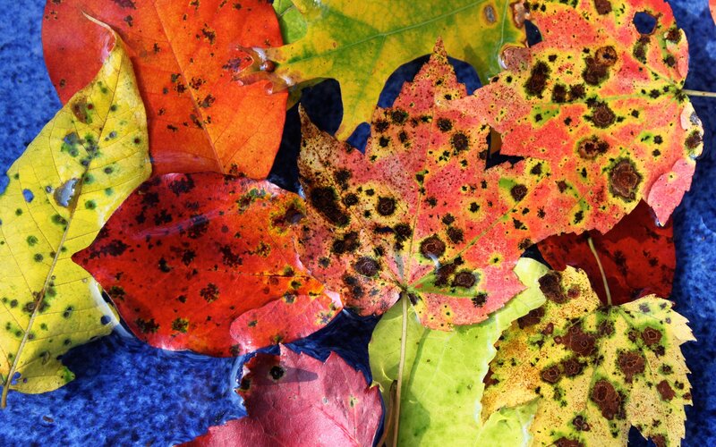 Colorful autumn leaves in water