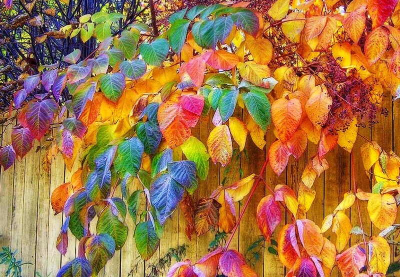 Colorful autumn leaves on a fence