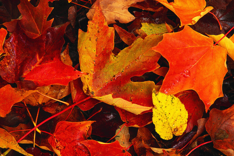 Colorful autumn leaves on ground
