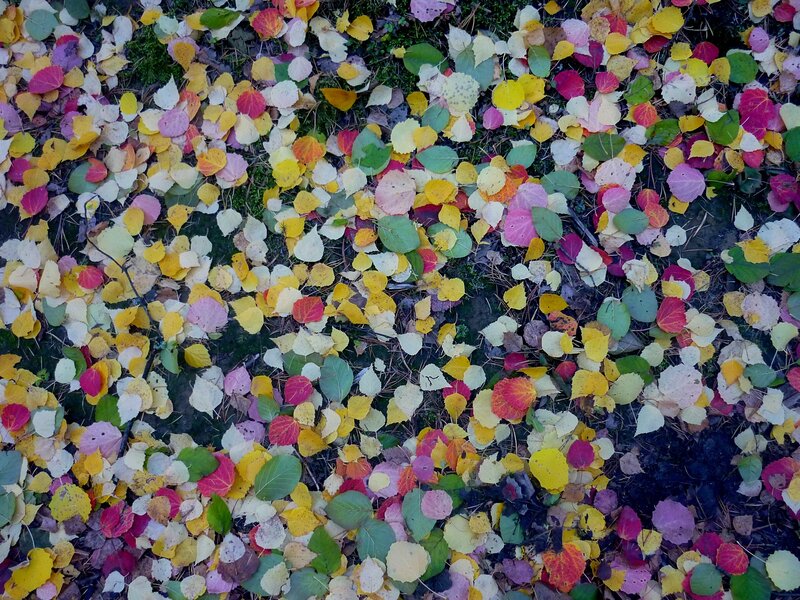 Colorful autumn leaves on ground