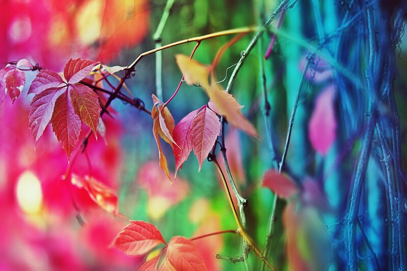 Colorful autumn leaves on vines