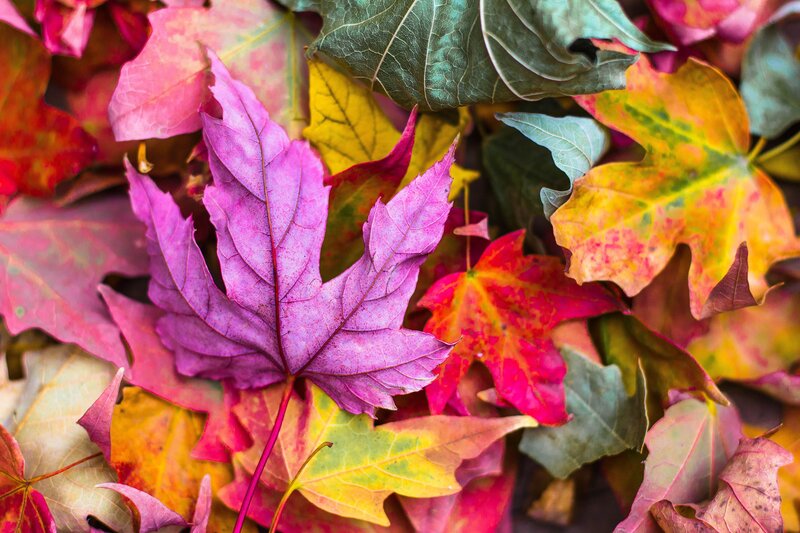 Colorful Autumn Leaves — Purple