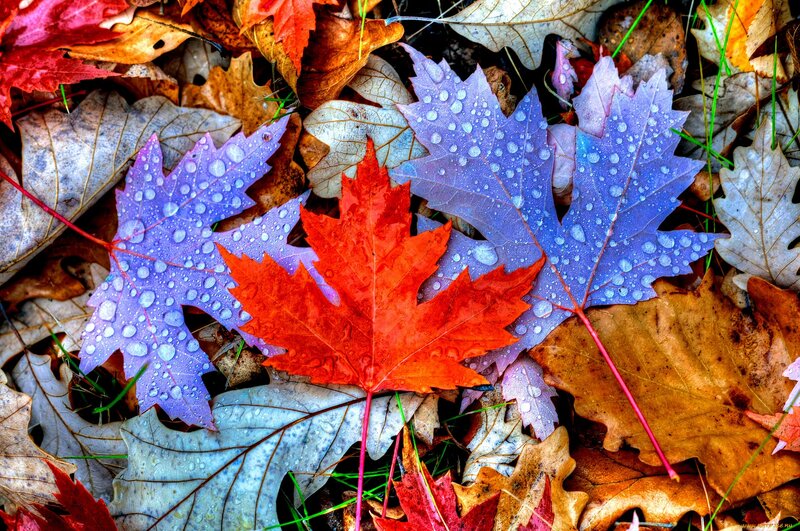 Colorful Autumn Leaves — Red, Calm